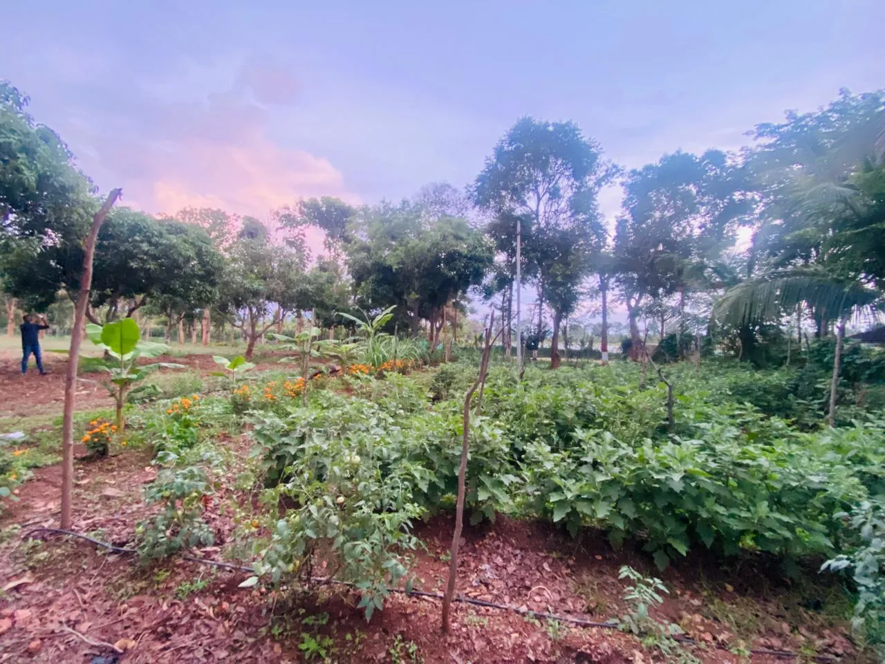 Krushi Bhoomi Farms photo 11