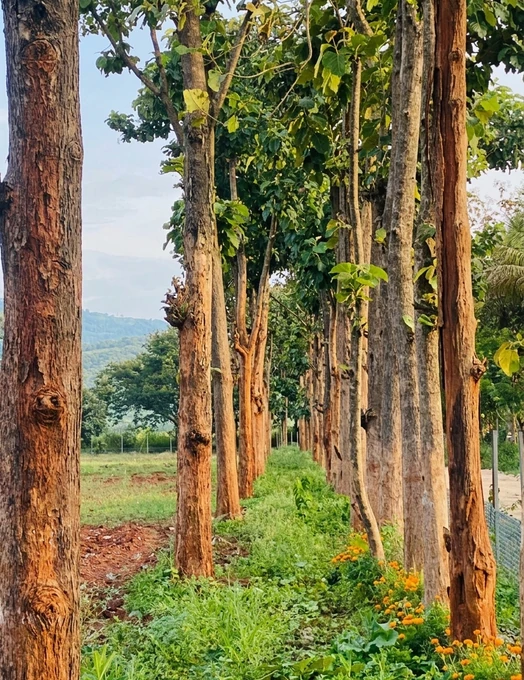 Sandalwood plantation at Krushi Bhoomi Farms